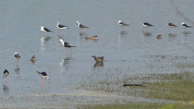 Garganey - ML649284837