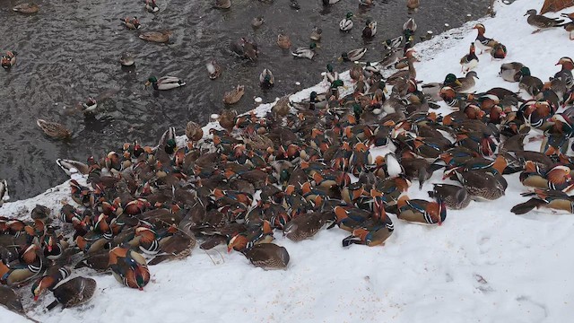 Mandarin Duck - ML649284893