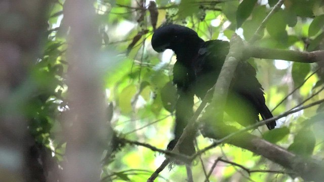 Long-wattled Umbrellabird - ML649284926