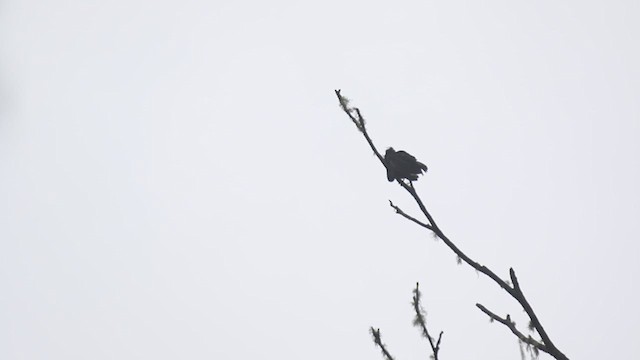 Amazonian Umbrellabird - ML649285036