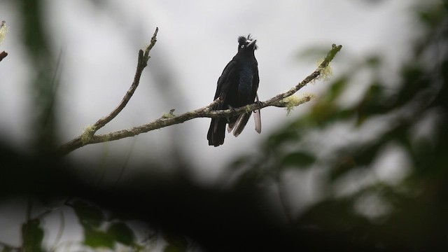 Amazonian Umbrellabird - ML649285038