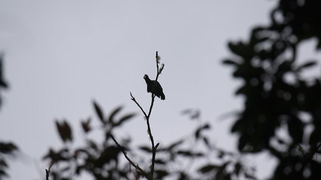 Amazonian Umbrellabird - ML649285039