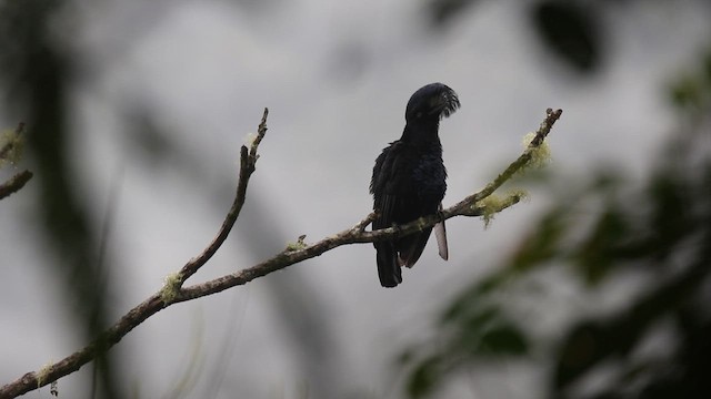 Amazonian Umbrellabird - ML649285040