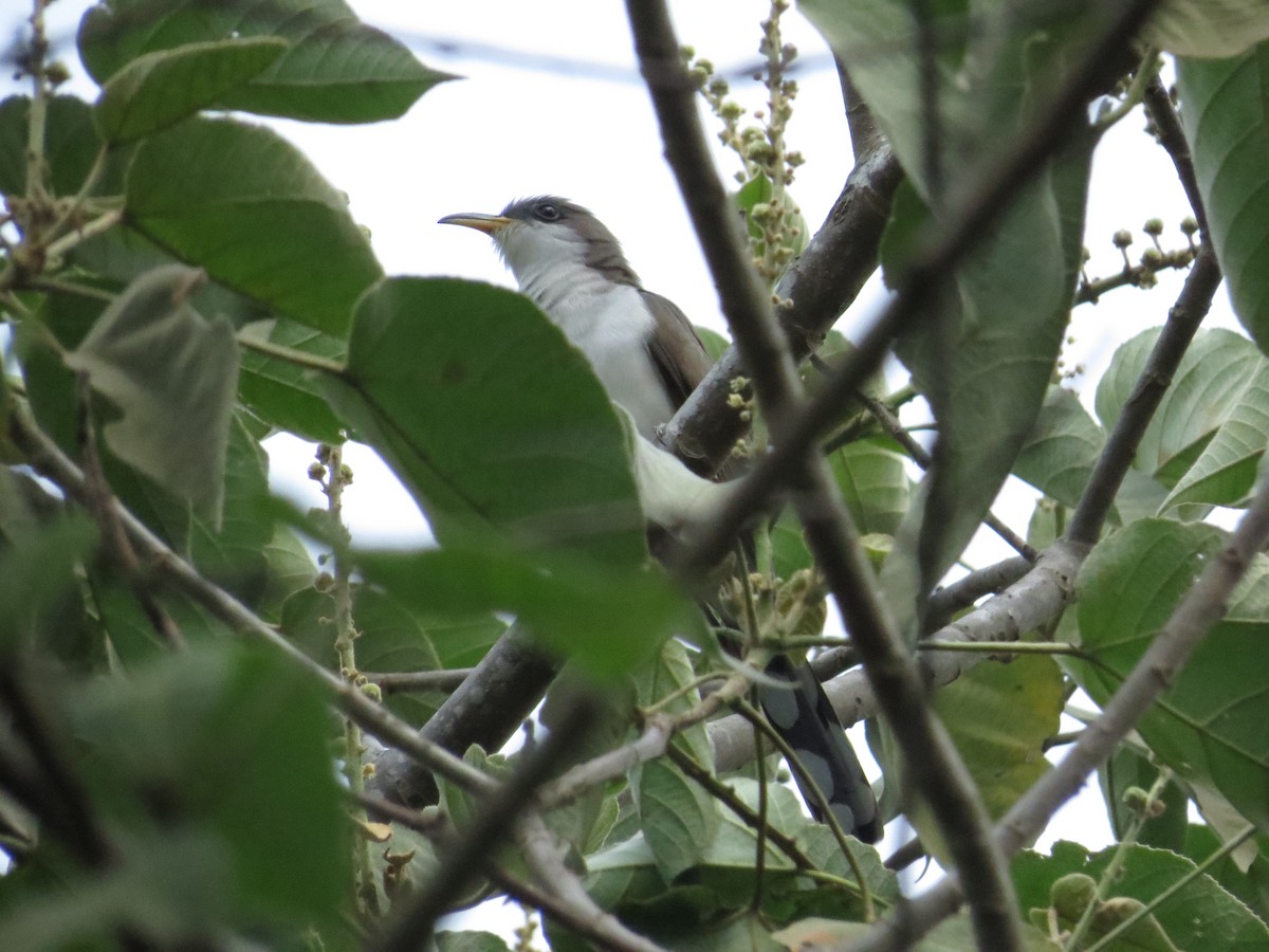 Yellow-billed Cuckoo - ML649285042