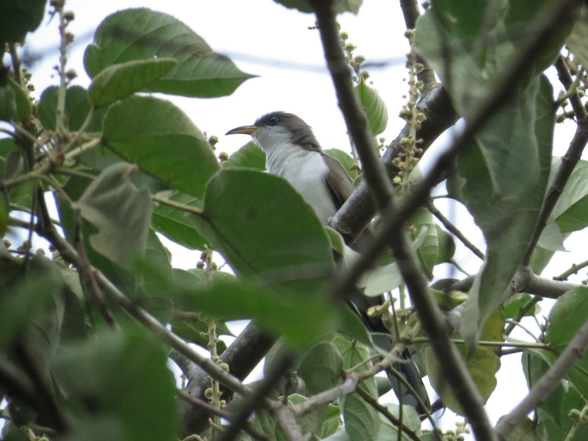 Yellow-billed Cuckoo - ML649285043