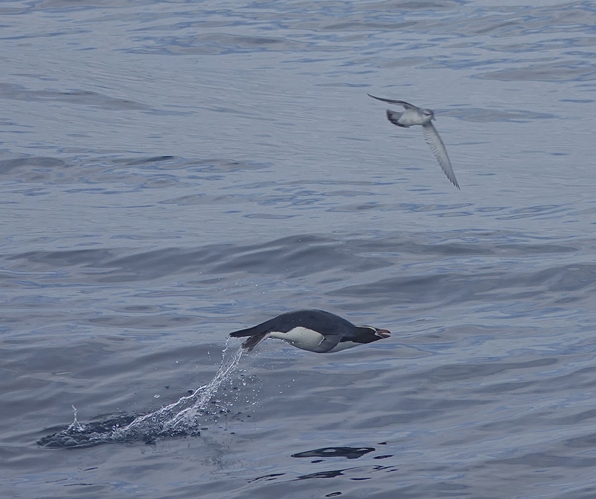 Sclaterpinguin - ML649285083