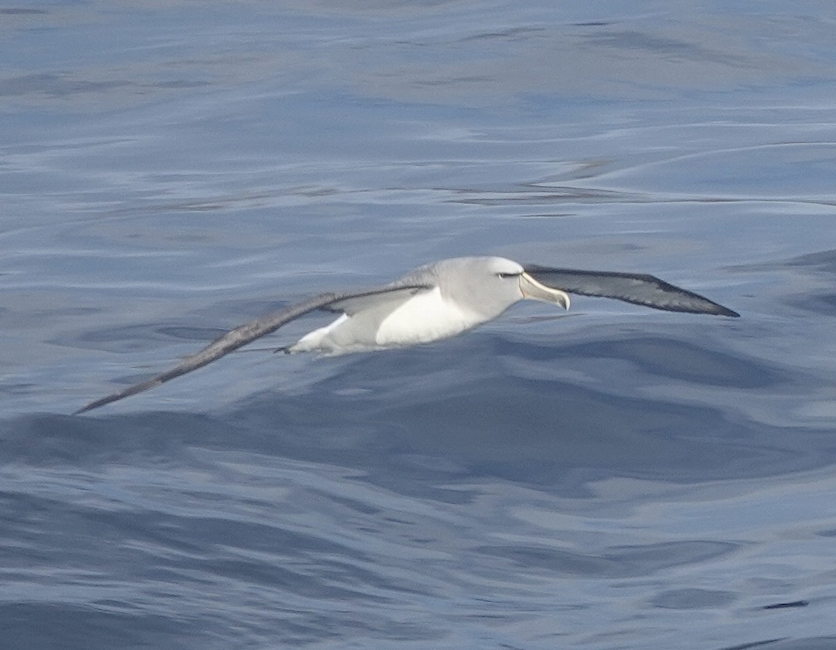 Salvinalbatros - ML649285109