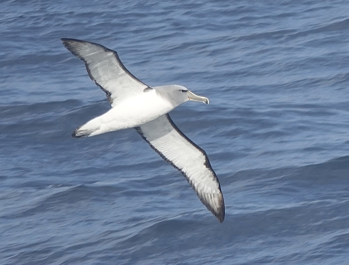 Salvinalbatros - ML649285110