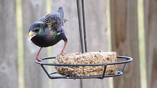 European Starling - ML649285126