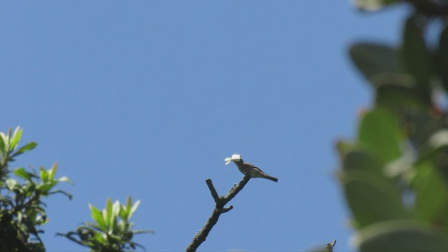 Olive-sided Flycatcher - ML649285127