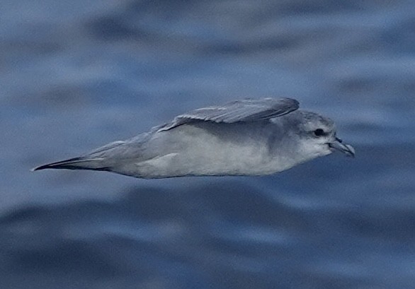 Dickschnabel-Sturmvogel - ML649285133