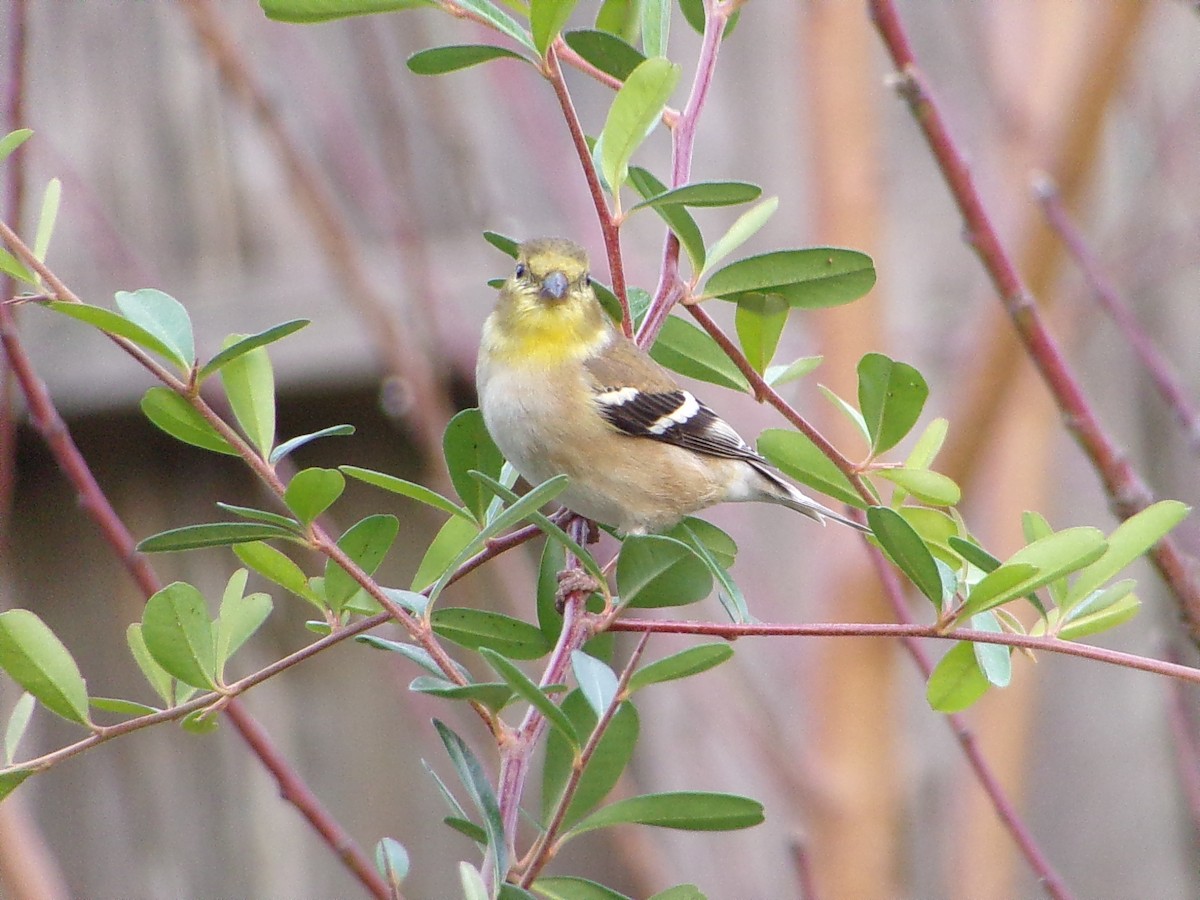 Американский чиж - ML649285206