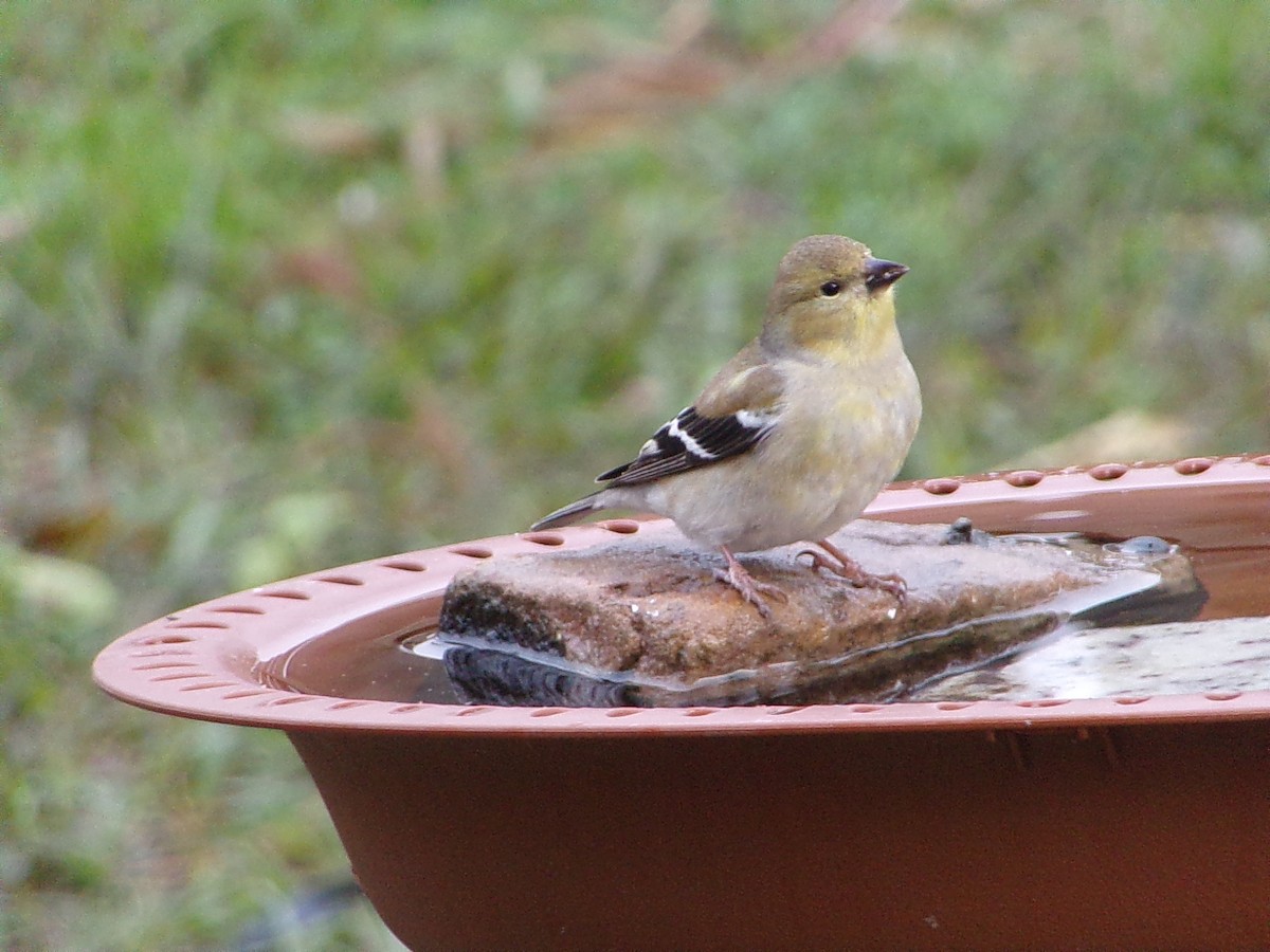 Американский чиж - ML649285210