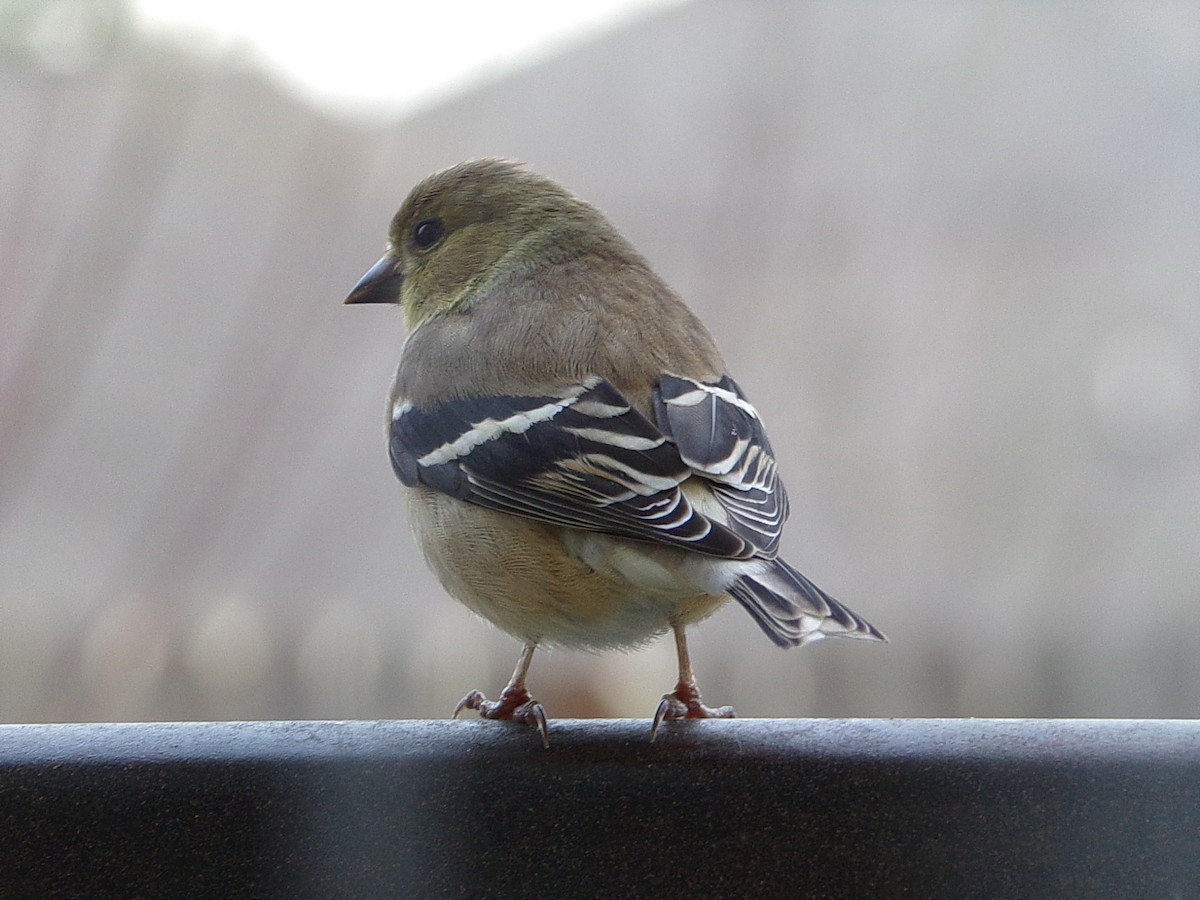 Американский чиж - ML649285211