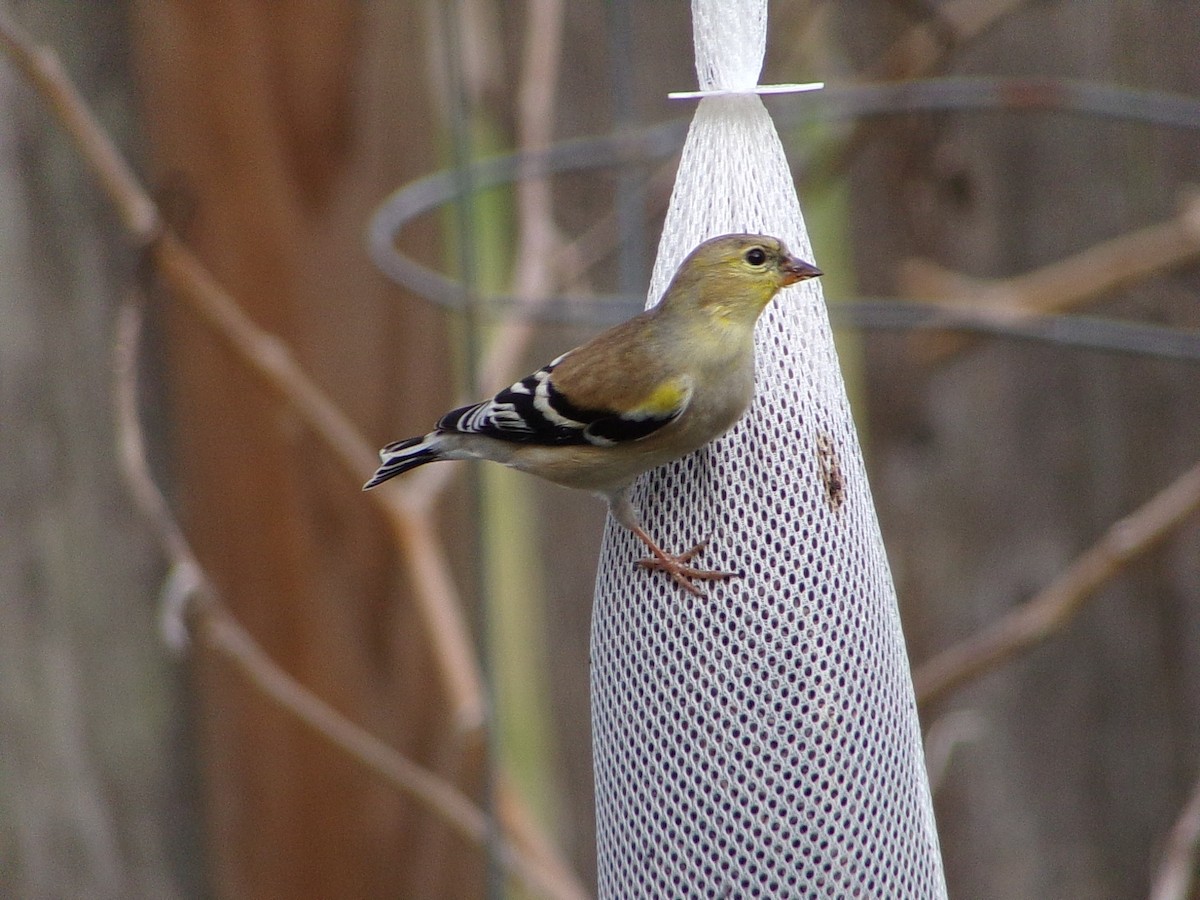 Американский чиж - ML649285212