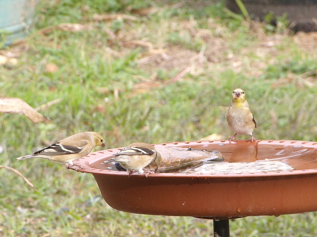 Американский чиж - ML649285213