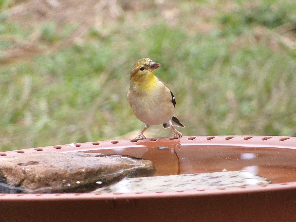 Американский чиж - ML649285214