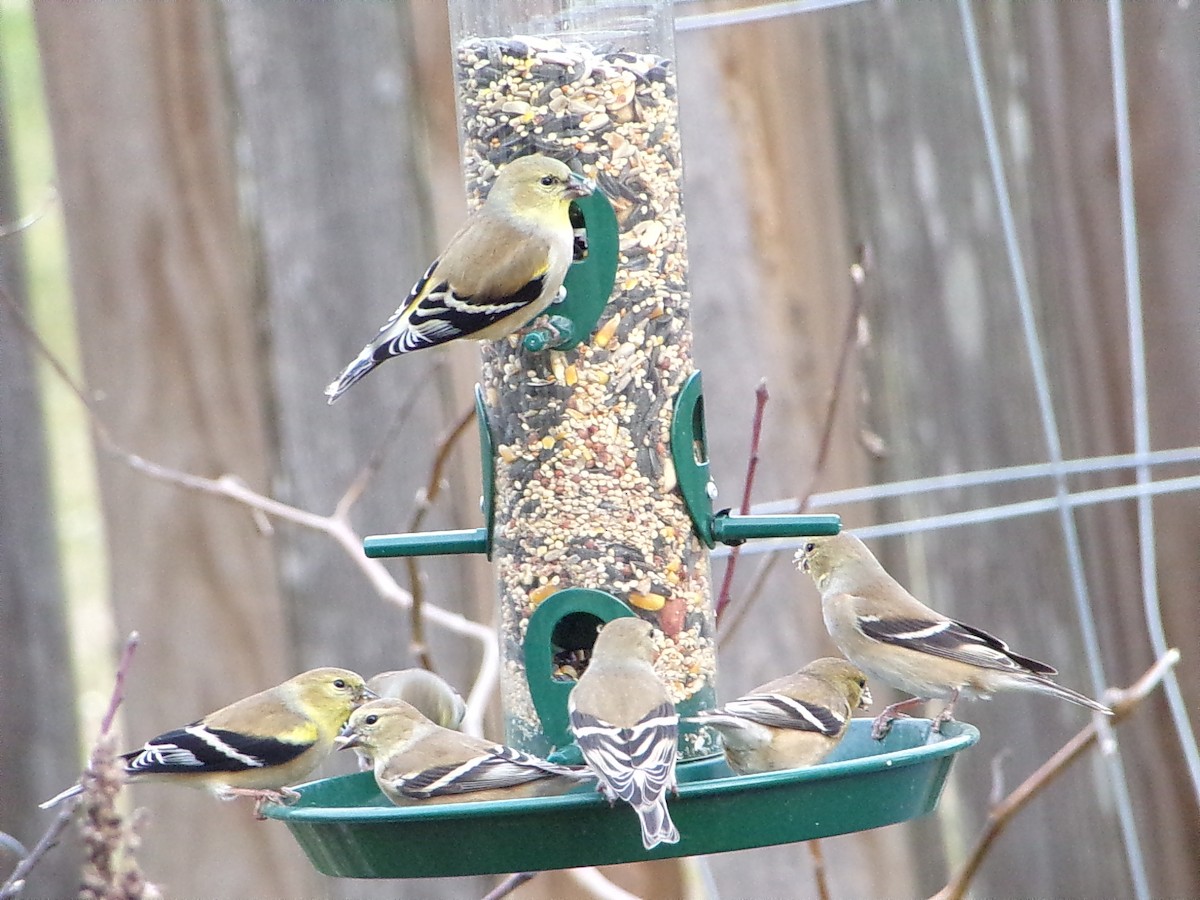 Американский чиж - ML649285215