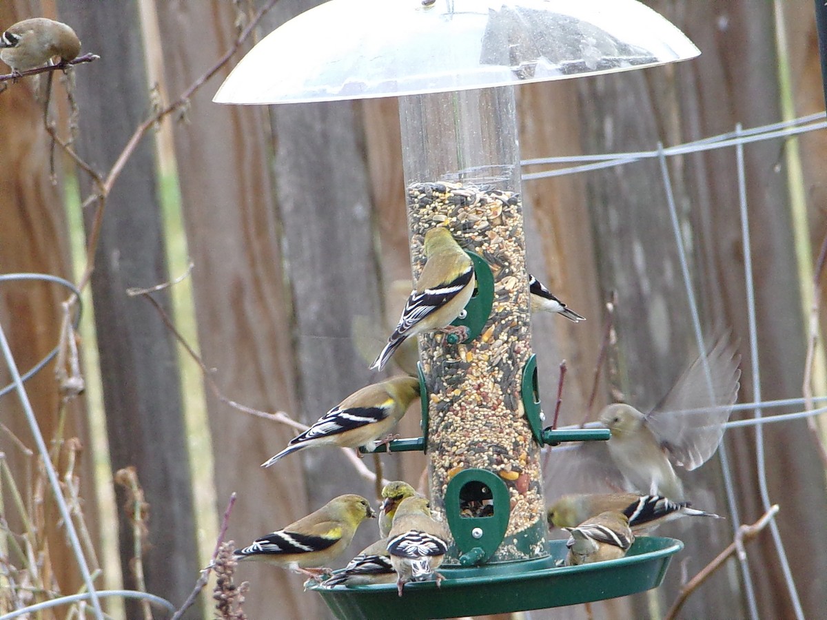 Американский чиж - ML649285216