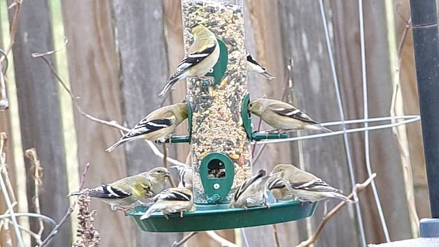 American Goldfinch - ML649285218