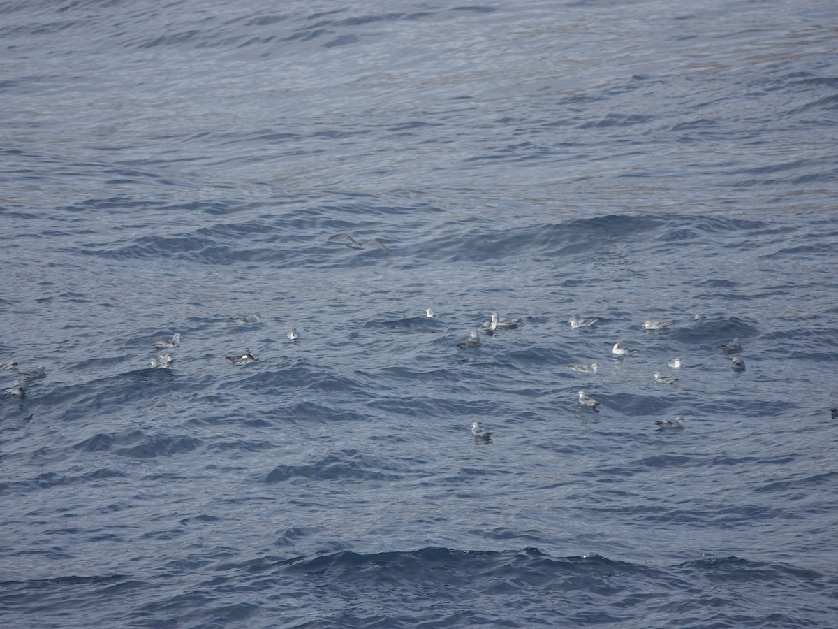 Dickschnabel-Sturmvogel - ML649285290