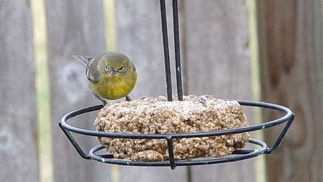 Pine Warbler - ML649285404
