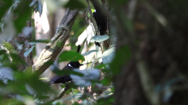 Crested Jayshrike - ML649285405