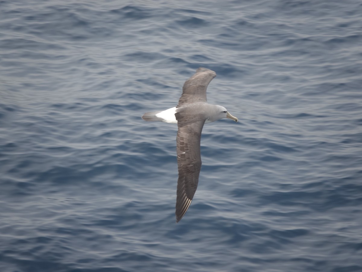 Salvinalbatros - ML649285464