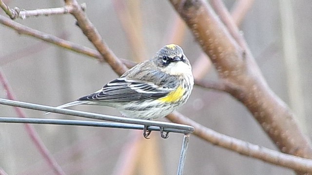 Yellow-rumped Warbler (Myrtle) - ML649285477