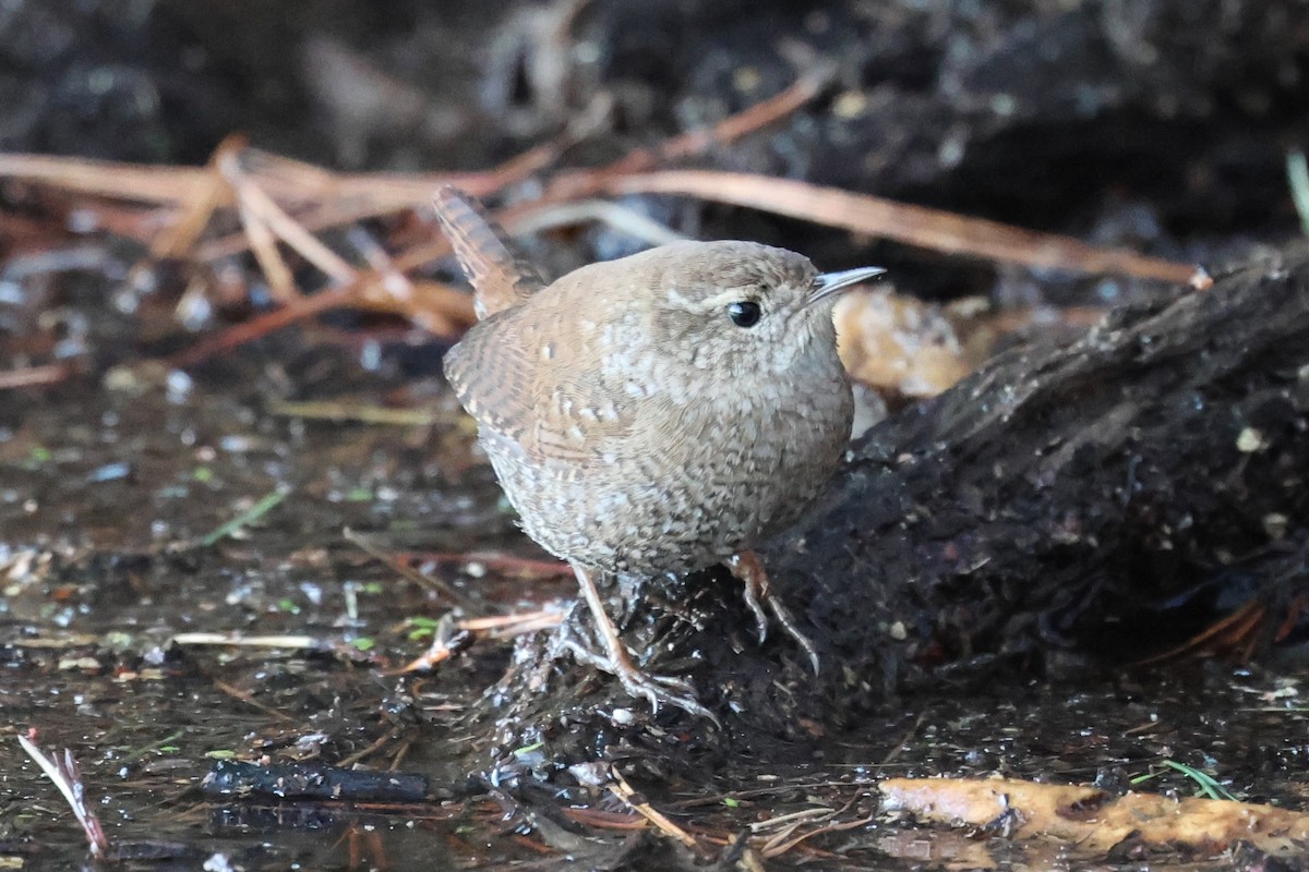 Winter Wren - ML649285540