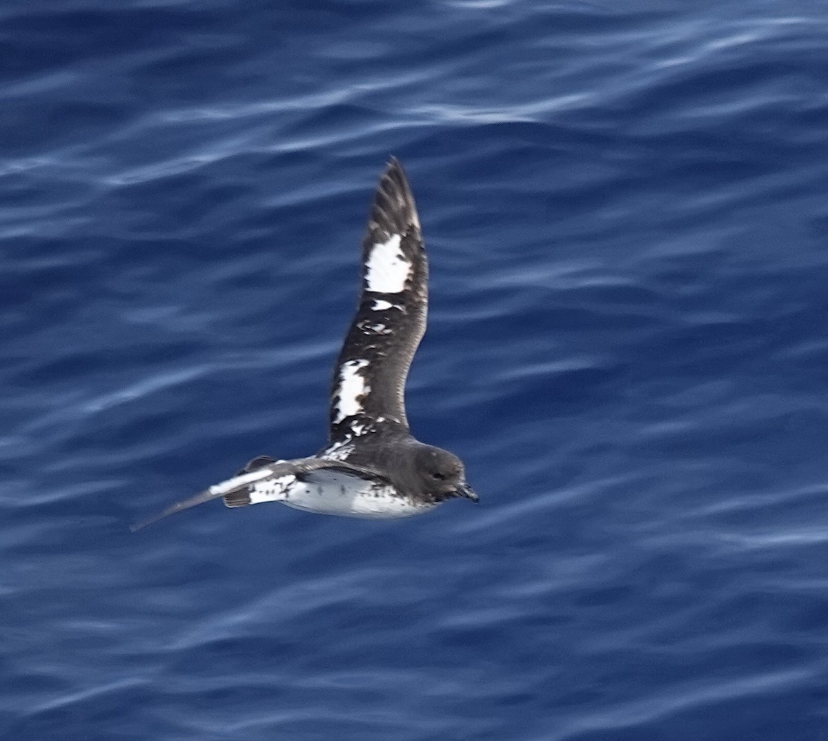 Pintado Petrel - ML649285598