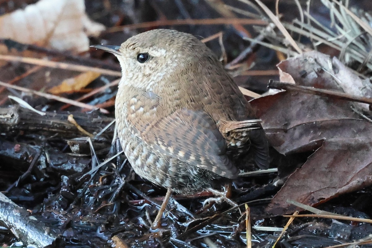 Winter Wren - ML649285640