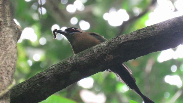 Whooping Motmot - ML649285660