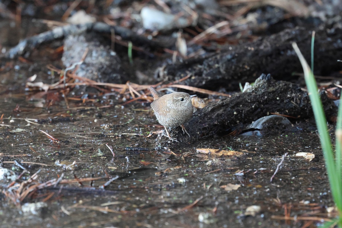 Winter Wren - ML649285693