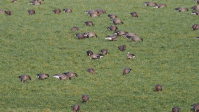 Greater White-fronted Goose - ML649285732