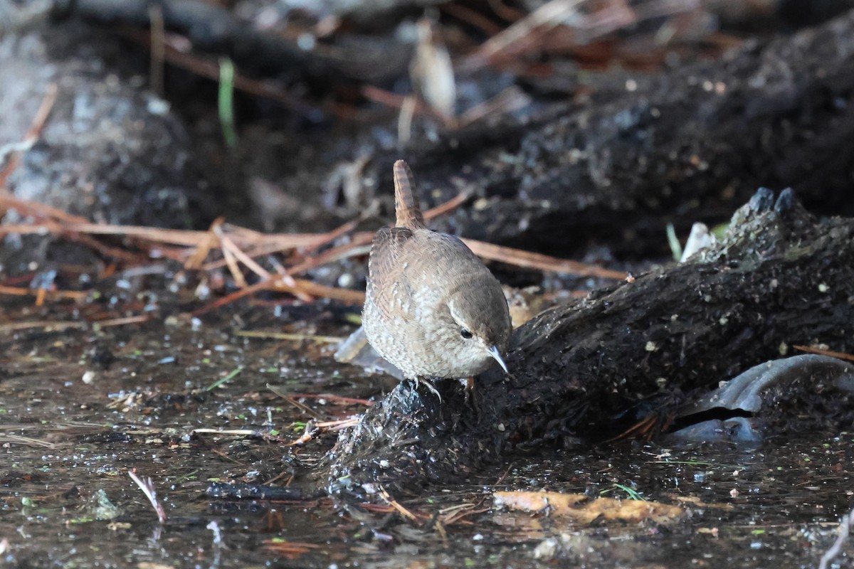 Winter Wren - ML649285734