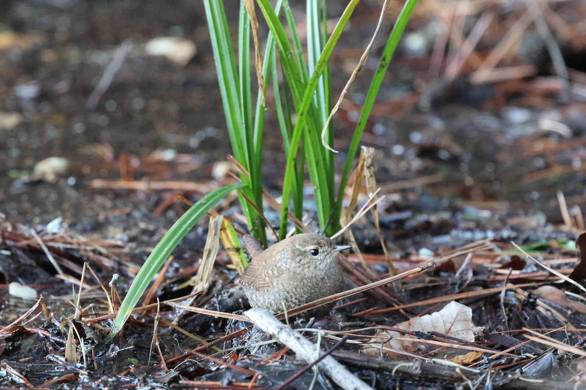Winter Wren - ML649285752