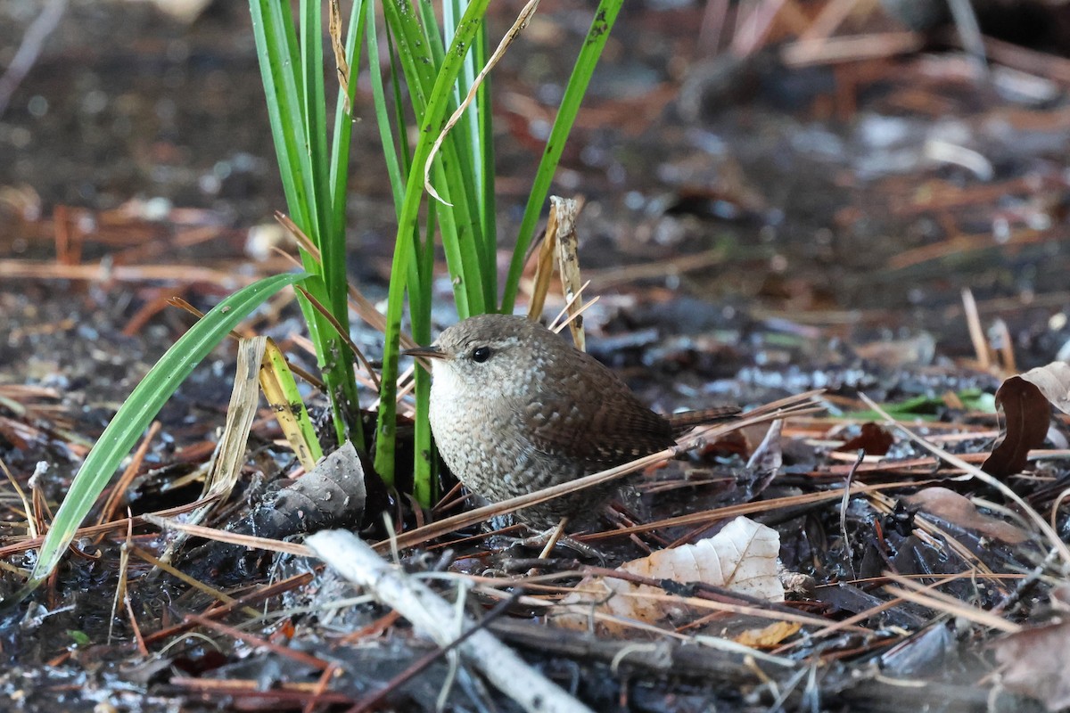 Winter Wren - ML649285755