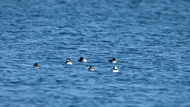 Bufflehead - ML649285915