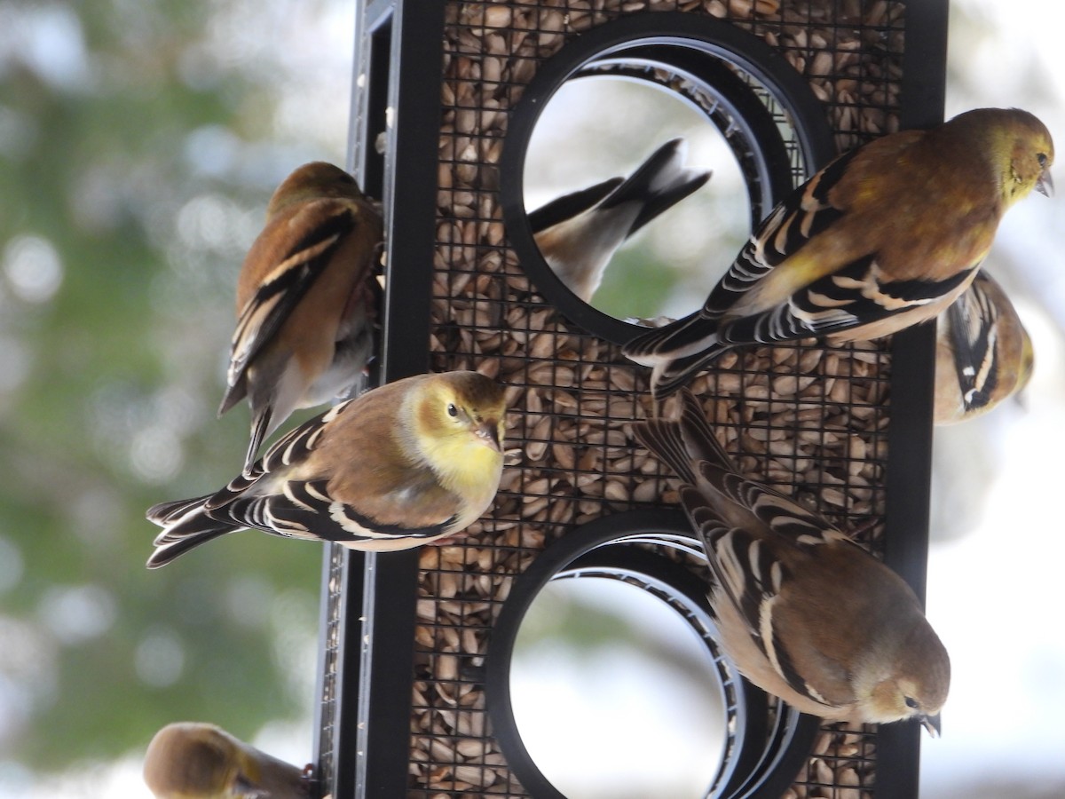 Американский чиж - ML649286125