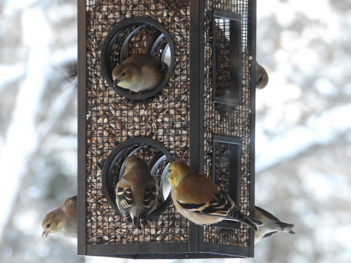 Американский чиж - ML649286127