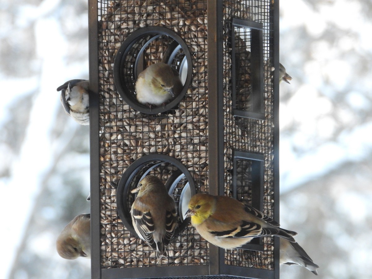 Американский чиж - ML649286128