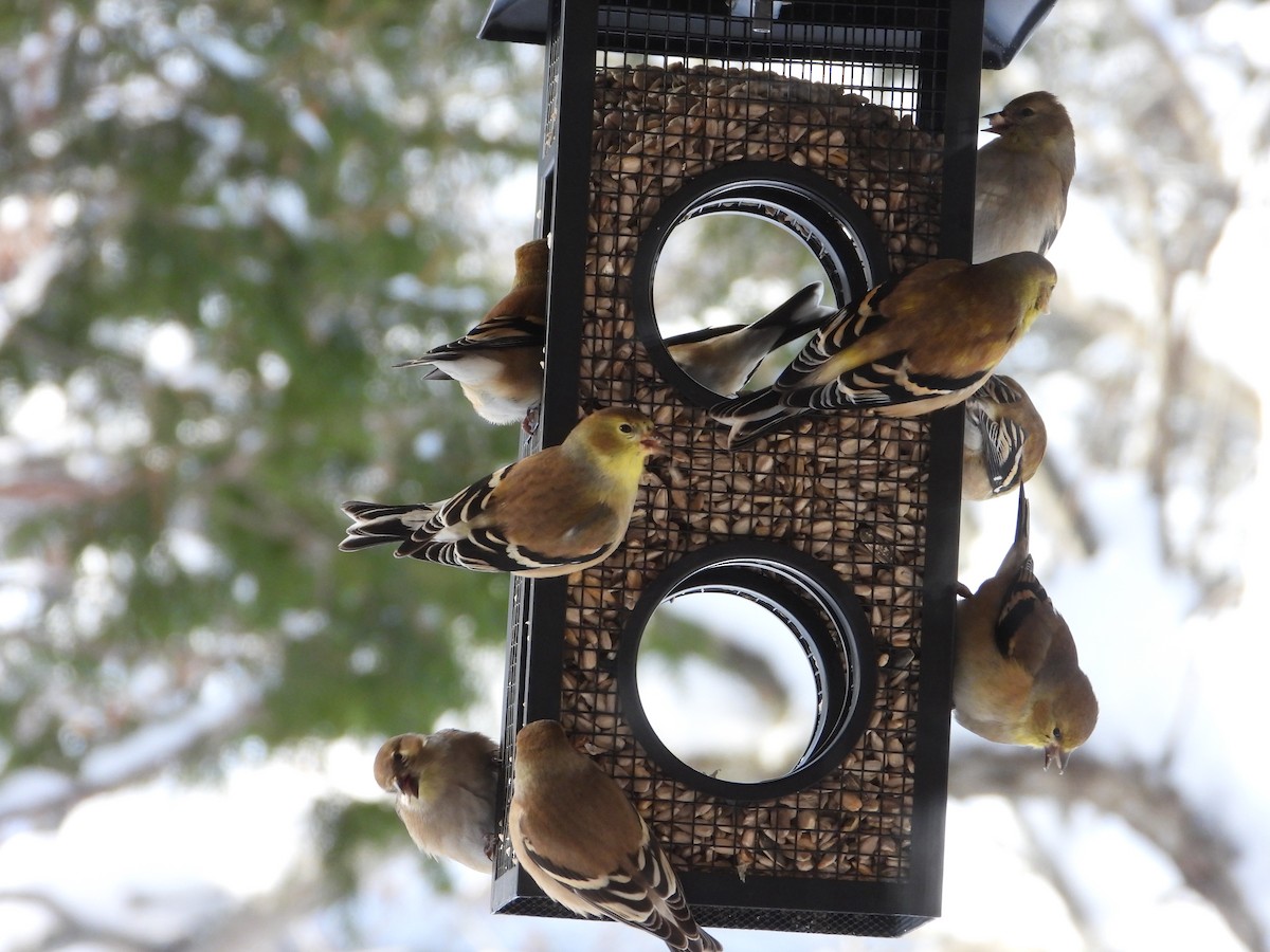 Американский чиж - ML649286129