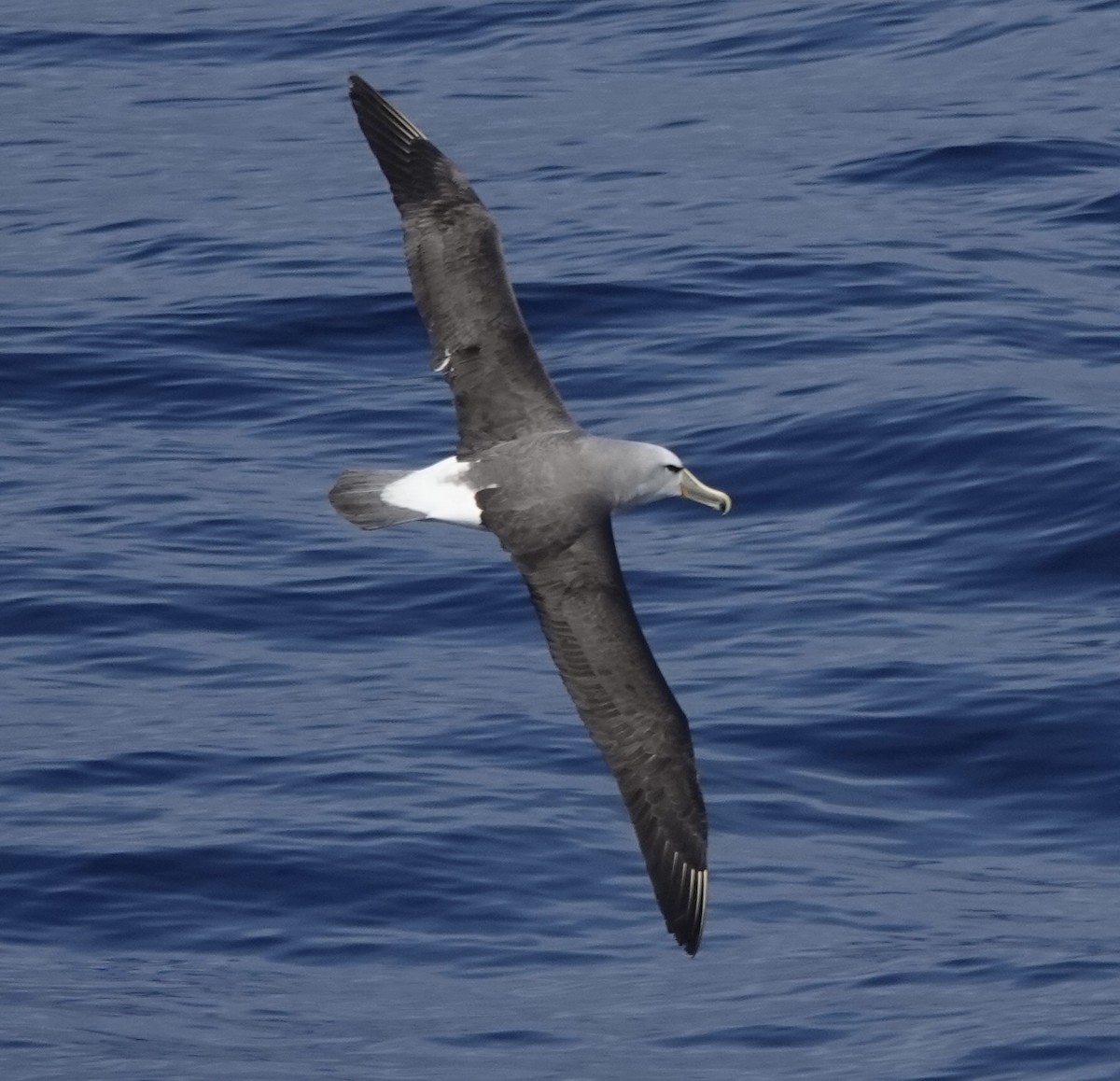Salvin's Albatross - ML649286137