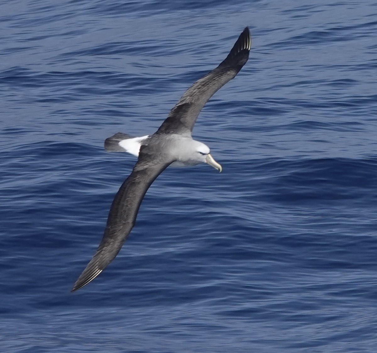 Salvin's Albatross - ML649286138