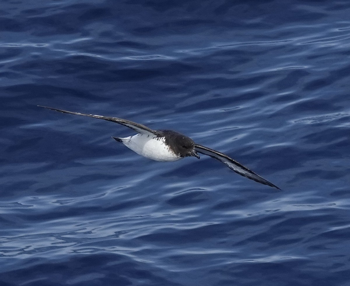 Pintado Petrel - ML649286162