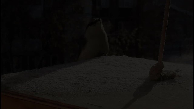 Eurasian Nuthatch - ML649286221