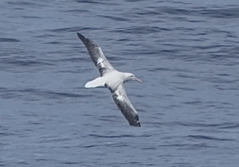 Southern Royal Albatross - ML649286264