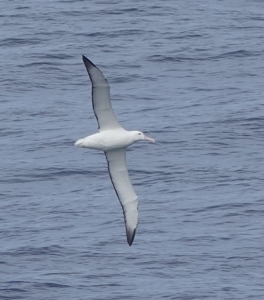Southern Royal Albatross - ML649286265