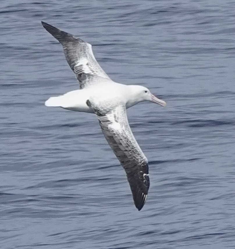 Southern Royal Albatross - ML649286266